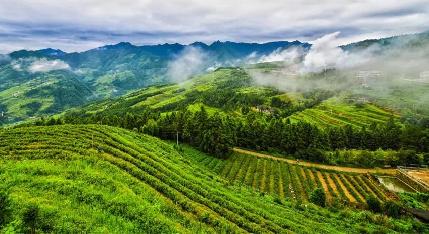 澳门茶文化的特色及其独特魅力