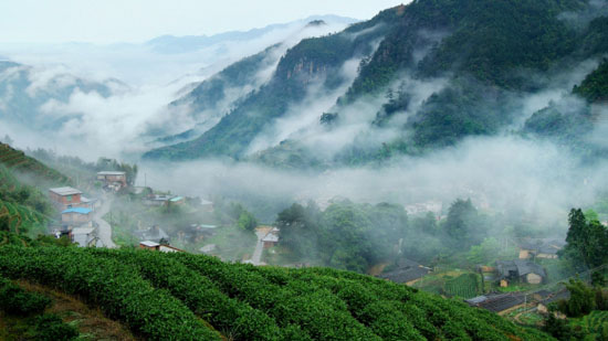 安溪茶叶人才网最新招聘动态